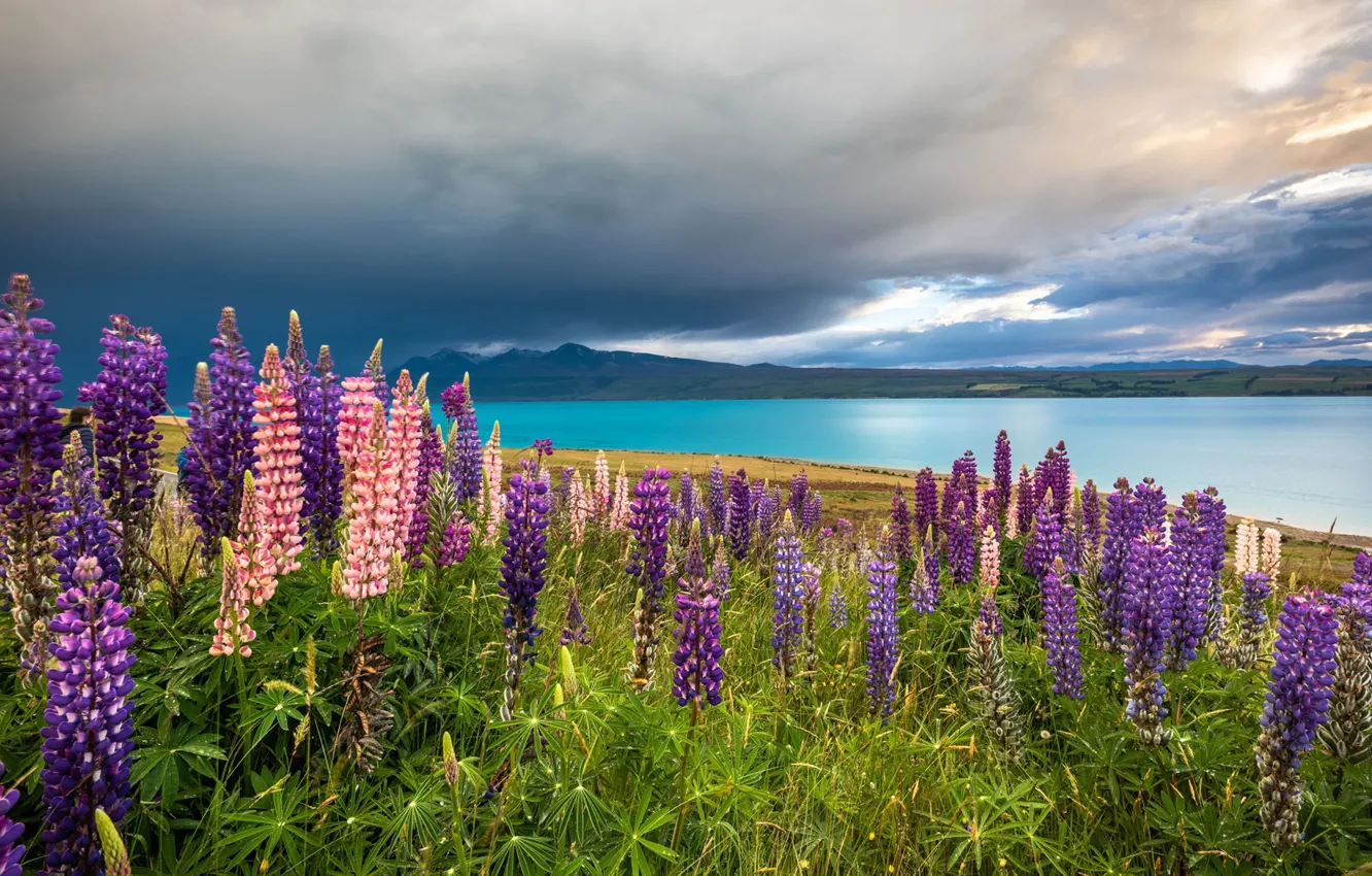 Photo wallpaper flowers, mountains, lake, New Zealand, meadow, New Zealand, Lake Tekapo, lupins