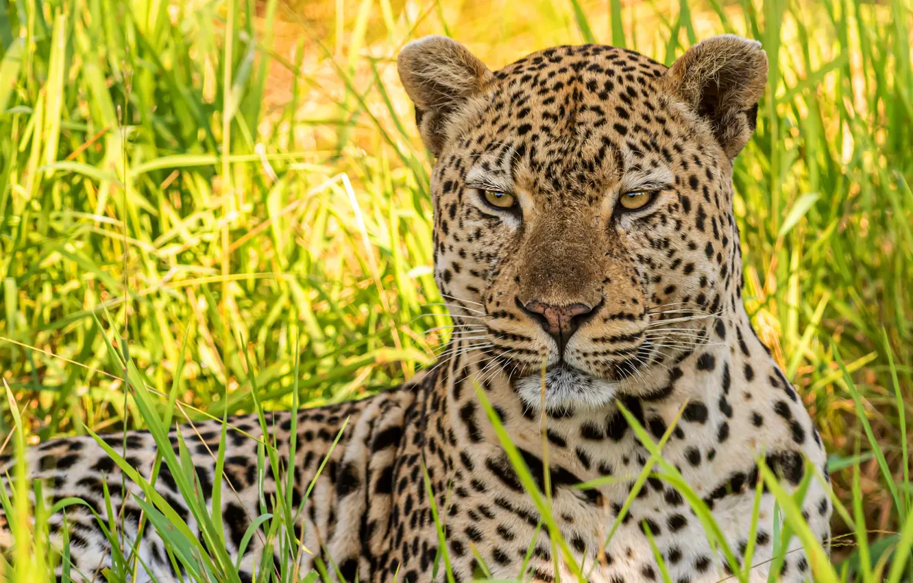 Photo wallpaper greens, grass, look, face, light, portrait, leopard, lies