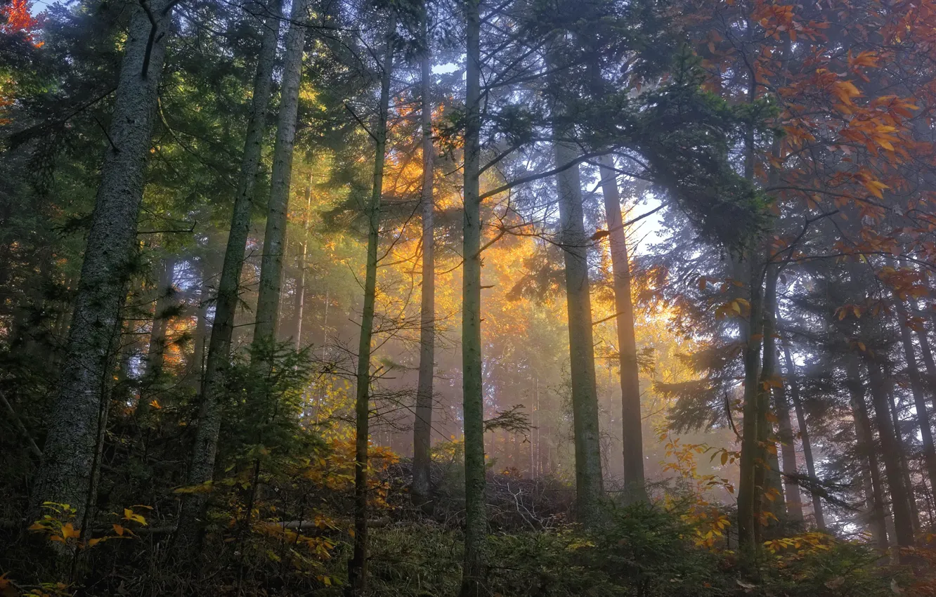 Photo wallpaper autumn, forest, trees, fog, morning