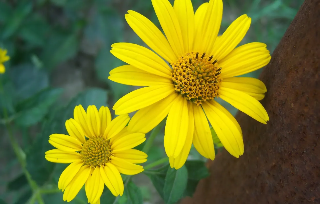 Photo wallpaper flowers, background, pair, yellow, Meduzanol ©