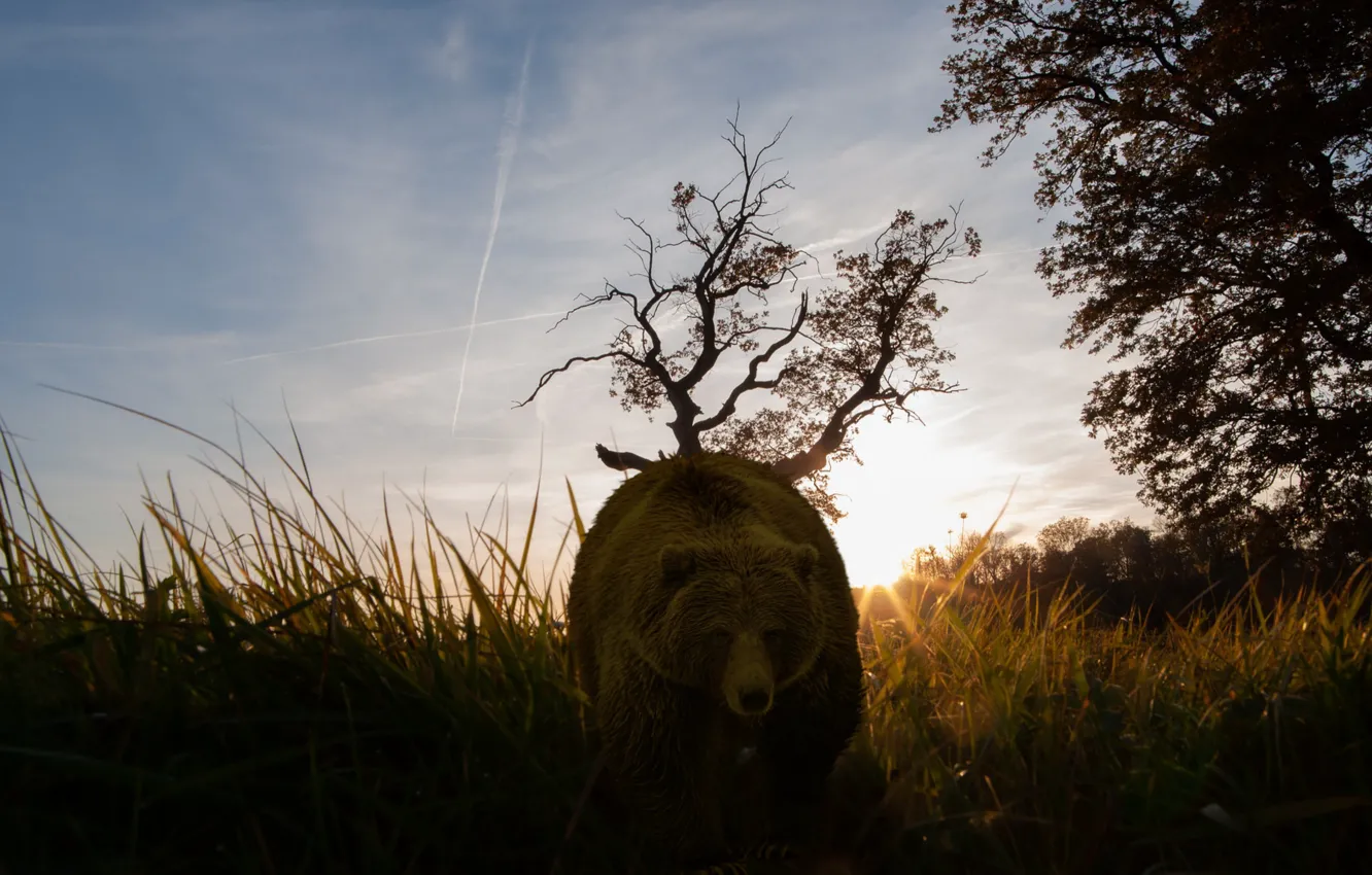Photo wallpaper field, summer, the sky, grass, face, the sun, clouds, rays