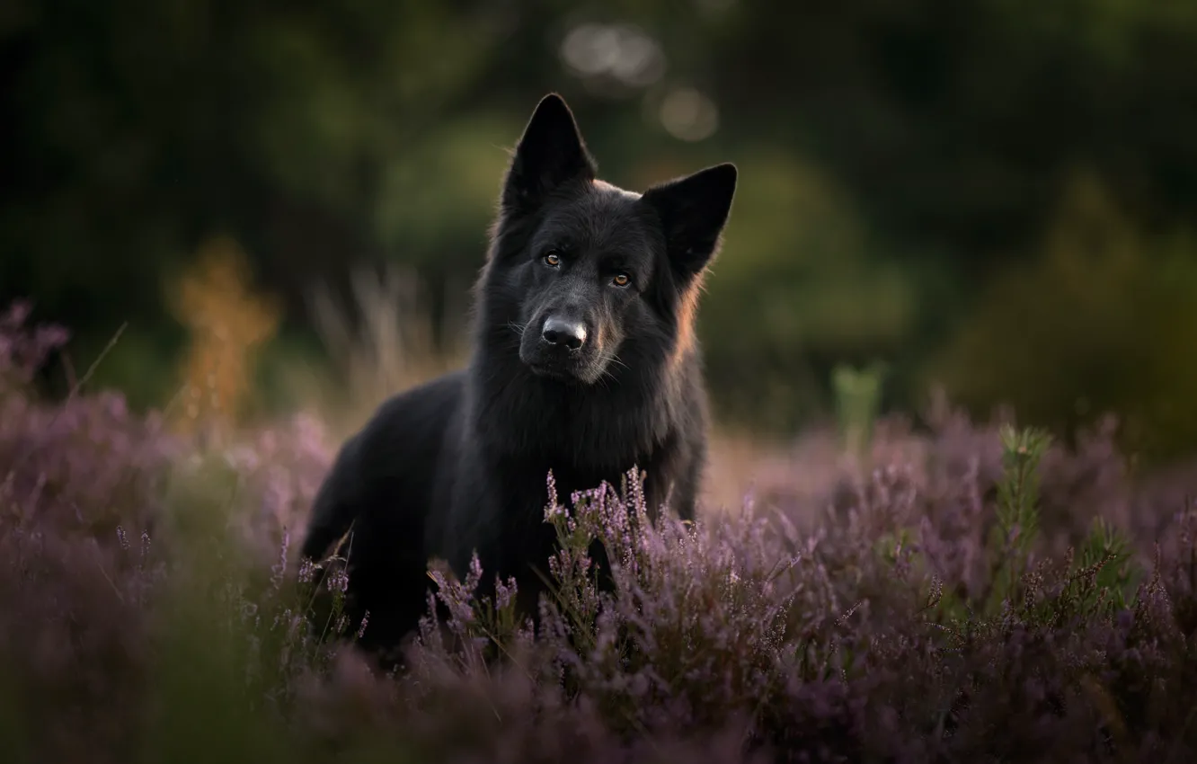 Photo wallpaper look, face, black, dog, bokeh, Heather, German shepherd