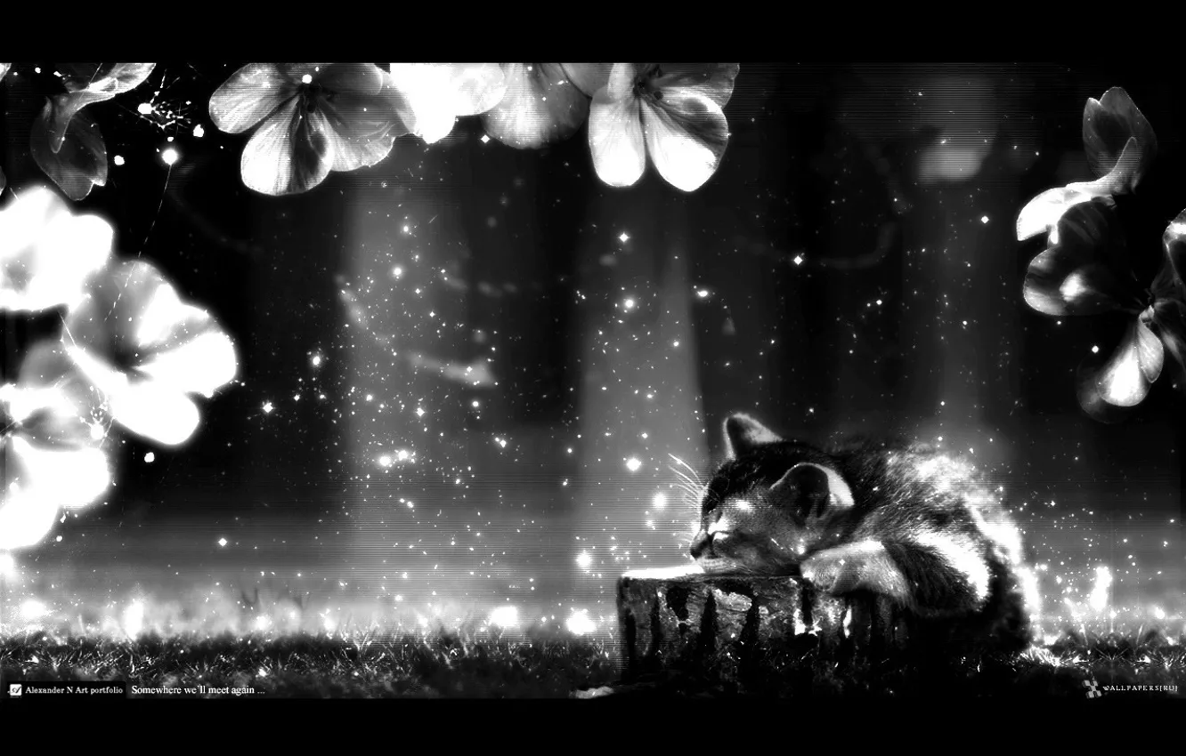 Photo wallpaper rays, dreams, flowers, darkness, kitty, dreams