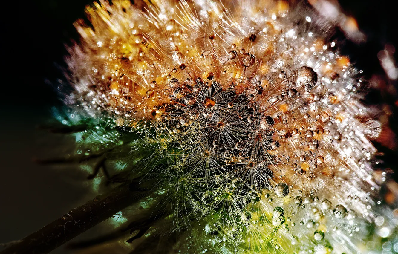 Photo wallpaper flower, drops, dandelion