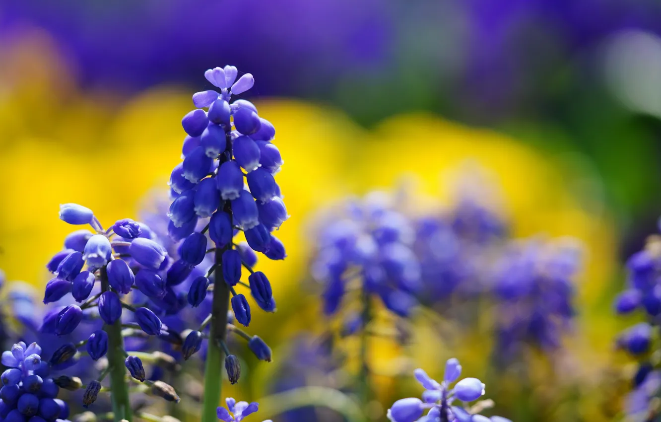 Photo wallpaper purple, flowers, blur, spring, yellow background, lilac, bokeh, Muscari
