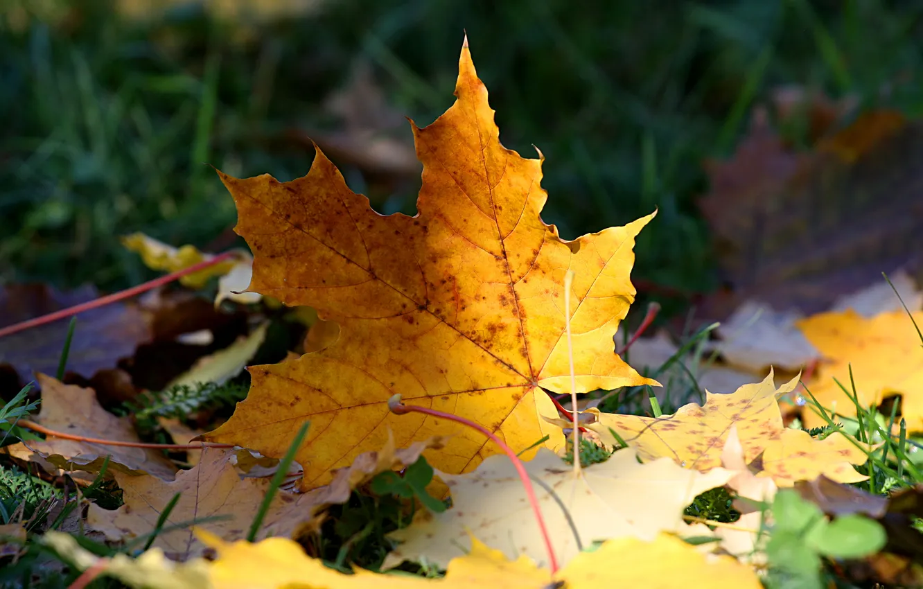 Photo wallpaper autumn, grass, leaves