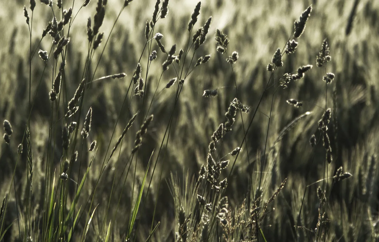 Photo wallpaper wheat, field, grass, nature, photo, ears