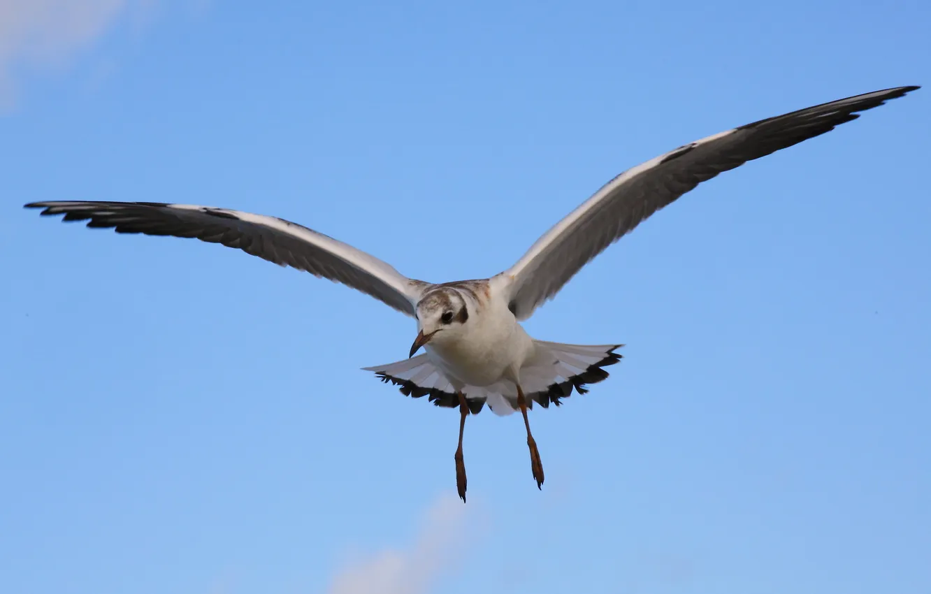Photo wallpaper the sky, bird, seagulls
