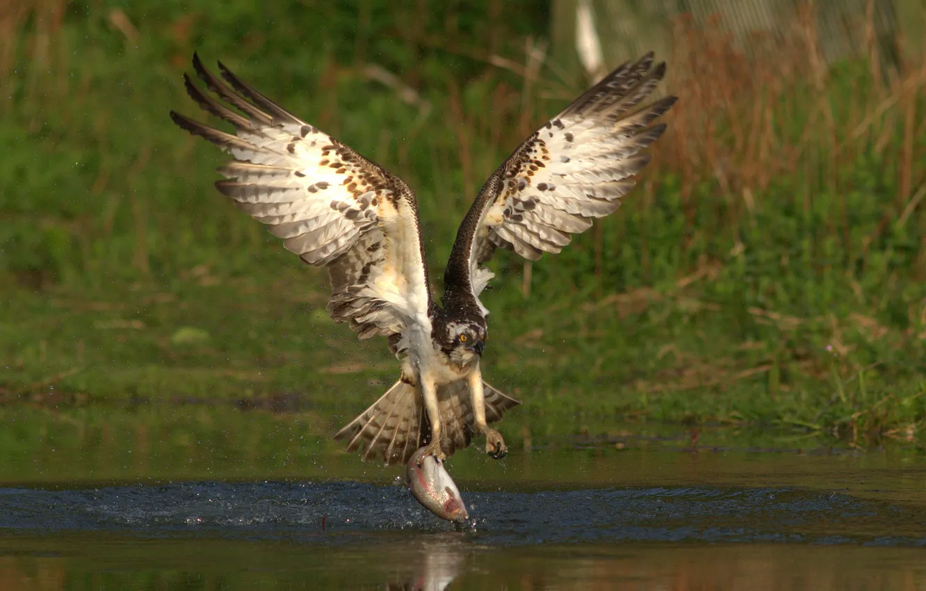 Photo wallpaper water, squirt, bird, fish, hunting, osprey