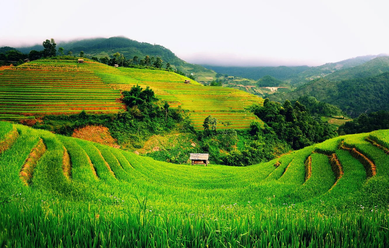 Photo wallpaper landscape, mountains, field, green, hut, Vietnam