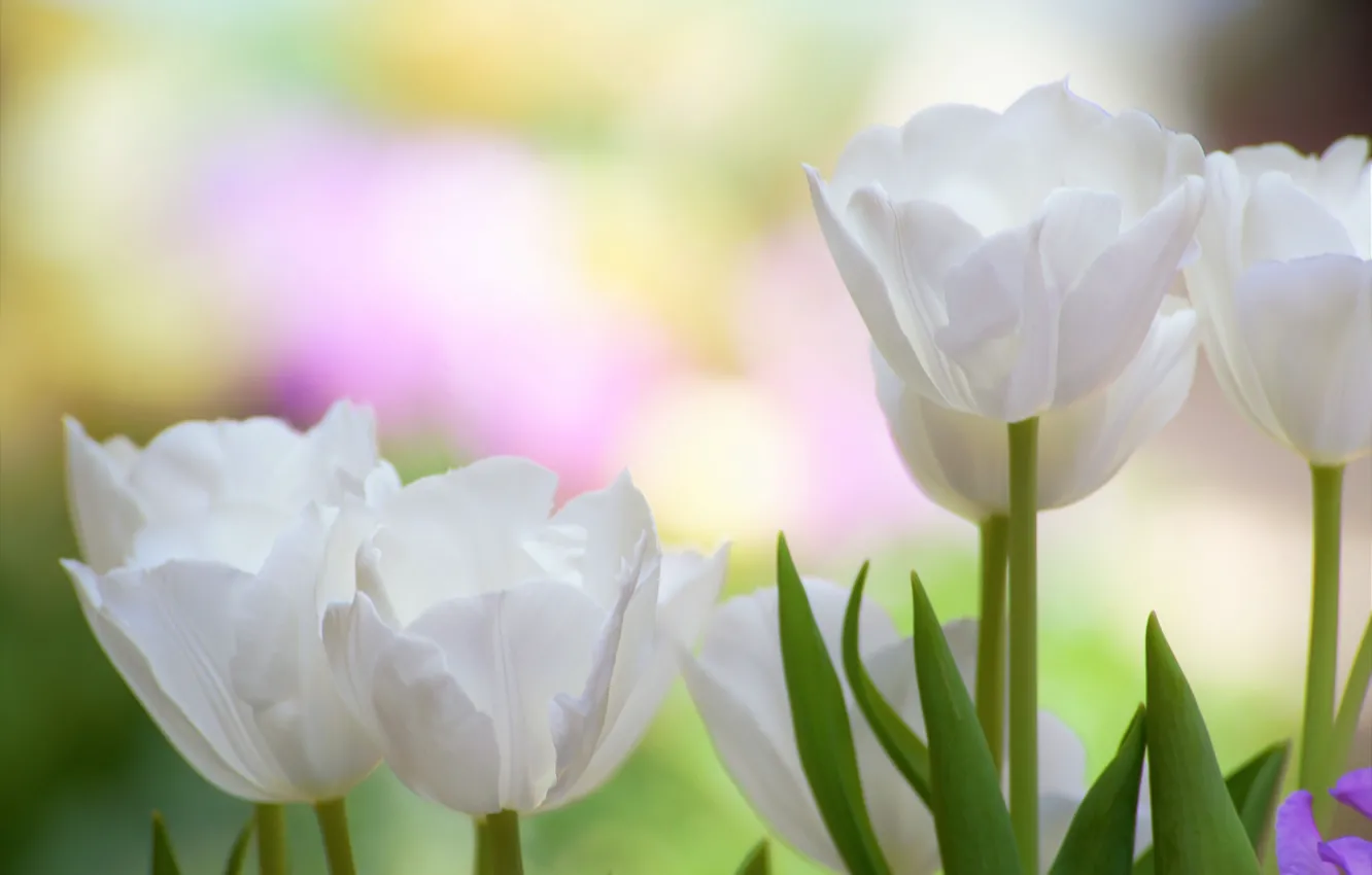 Photo wallpaper macro, background, petals, tulips, buds, white tulips