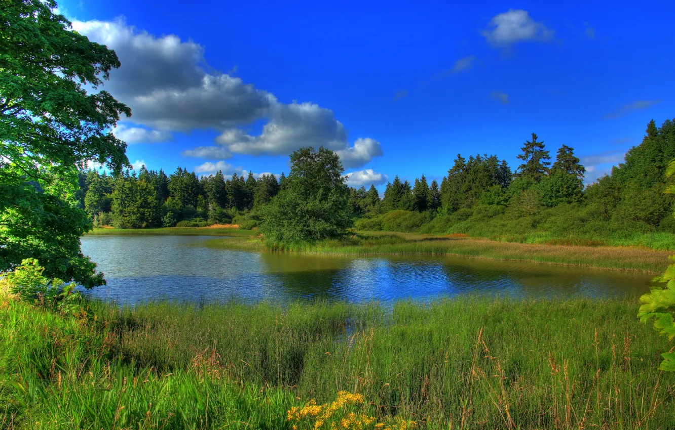 Photo wallpaper forest, the sky, grass, clouds, trees, landscape, lake, river