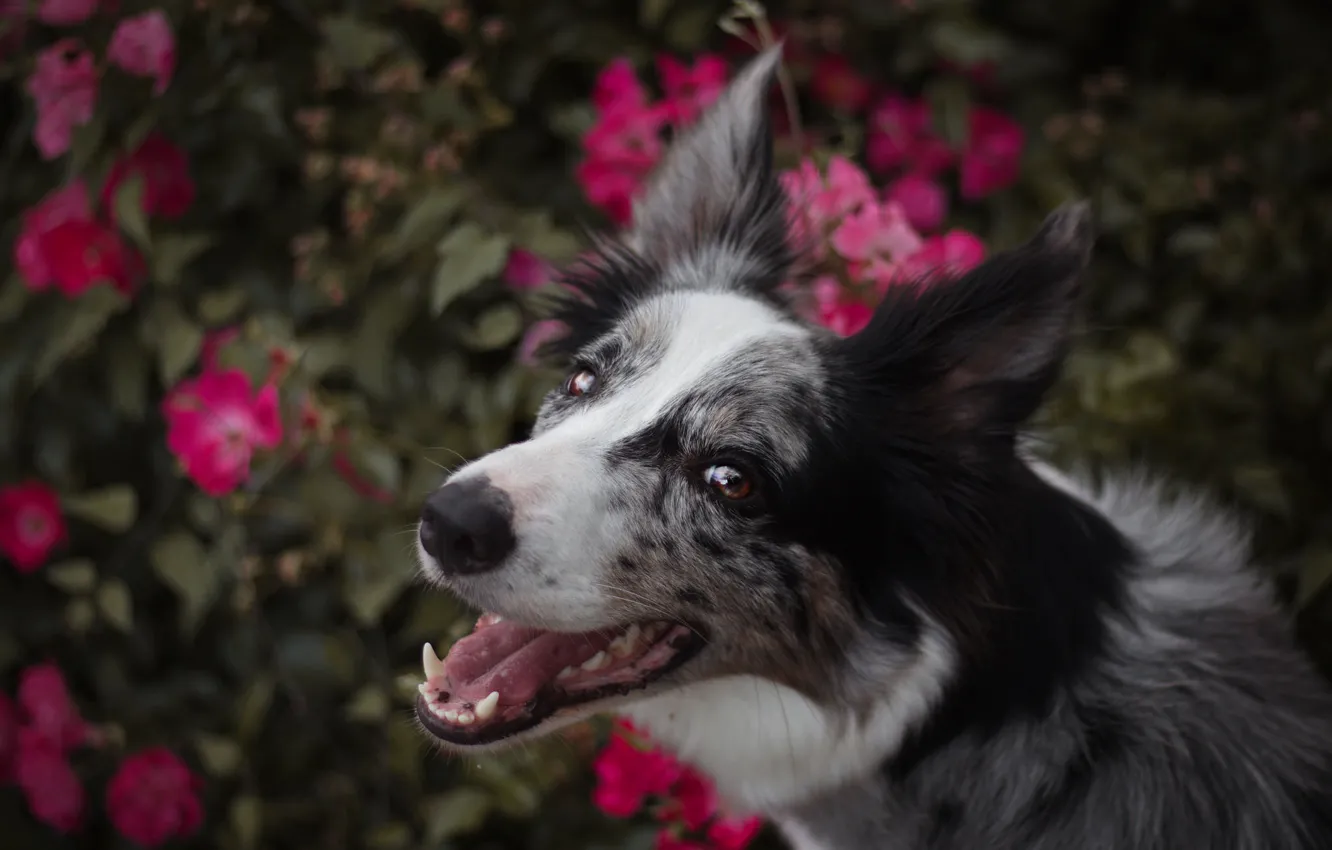 Photo wallpaper language, summer, look, face, flowers, close-up, nature, background