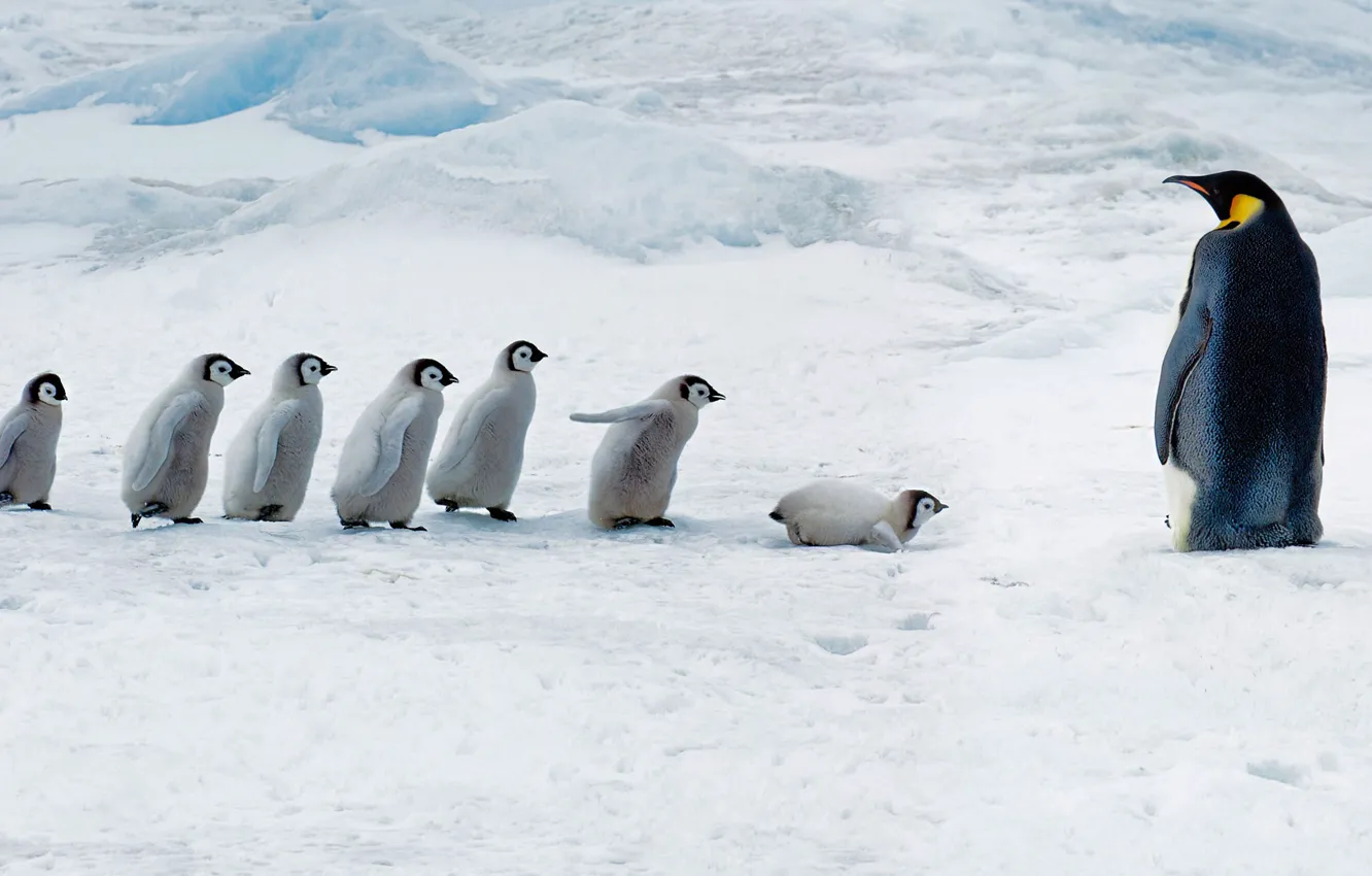 Photo wallpaper Chicks, Antarctica, Emperor penguin, Snow Hill Island
