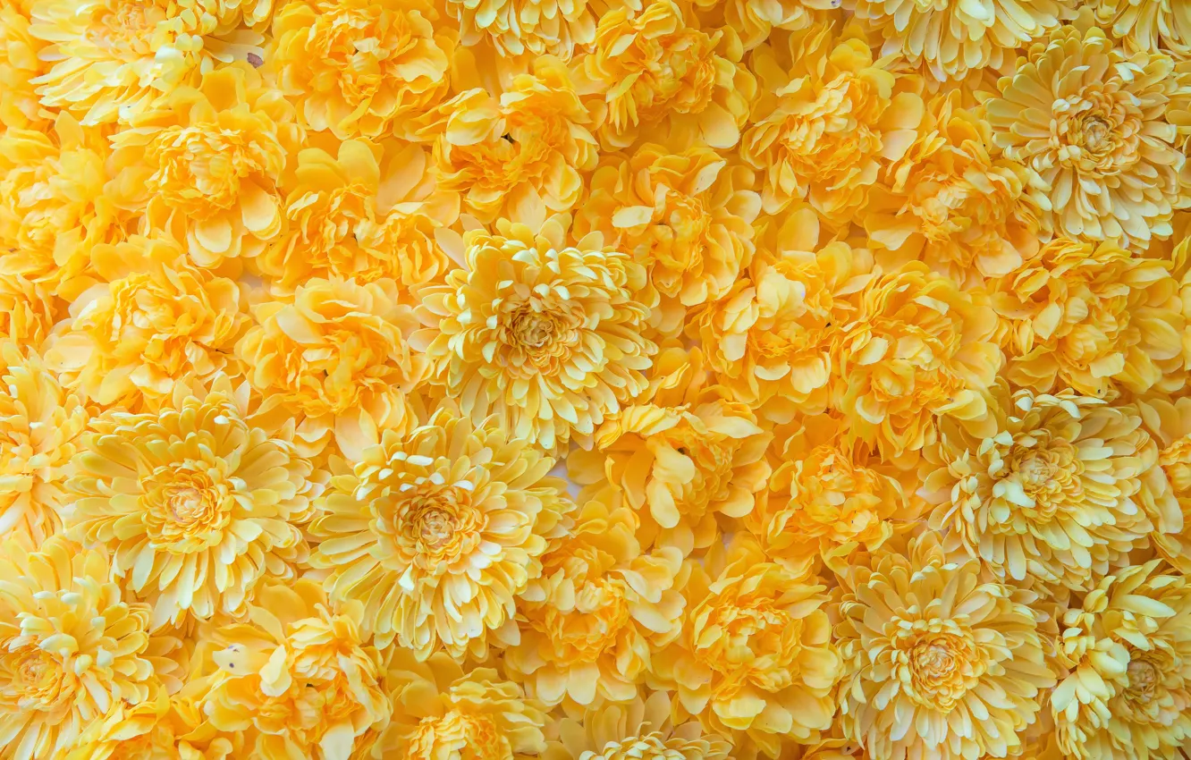 Photo wallpaper flowers, yellow, Chrysanthemum