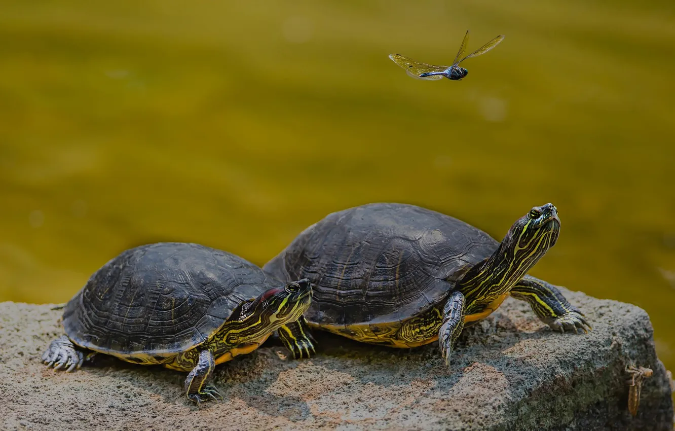 Photo wallpaper look, stones, turtle, dragonfly, a couple, pond, water turtle, two turtles