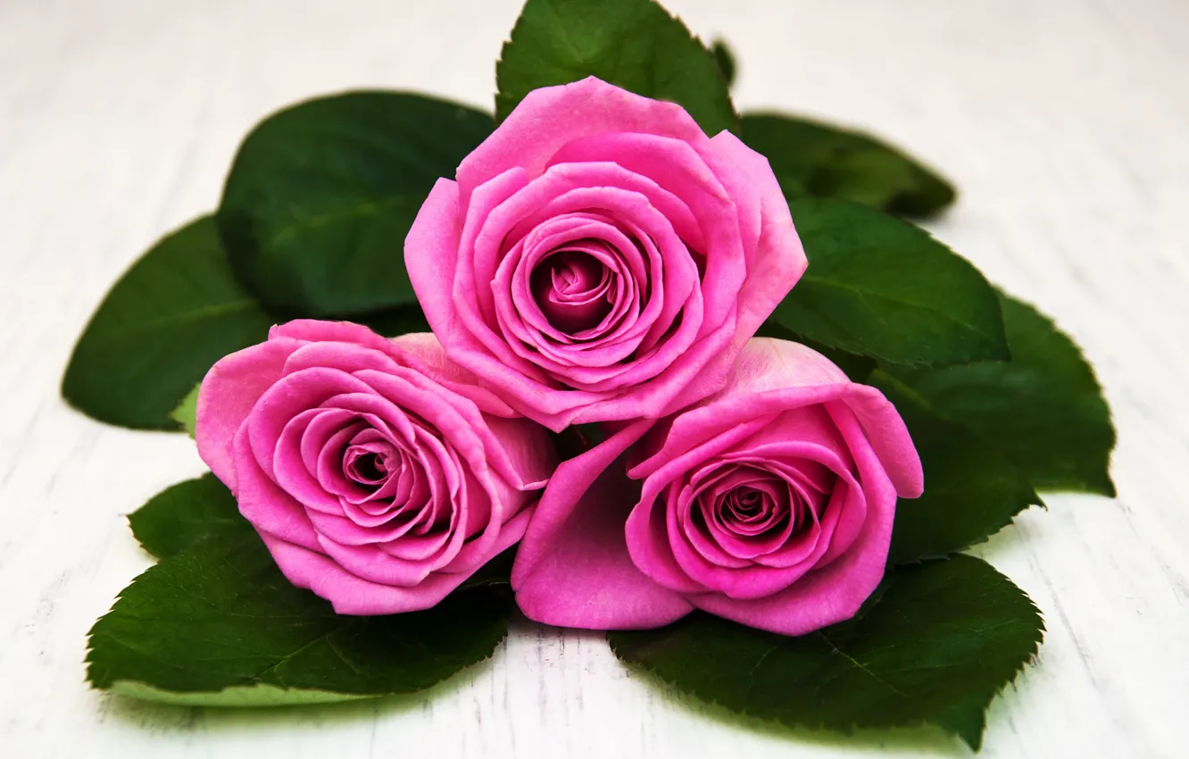 Photo wallpaper close-up, roses, bouquet, pink, Olena Rudo