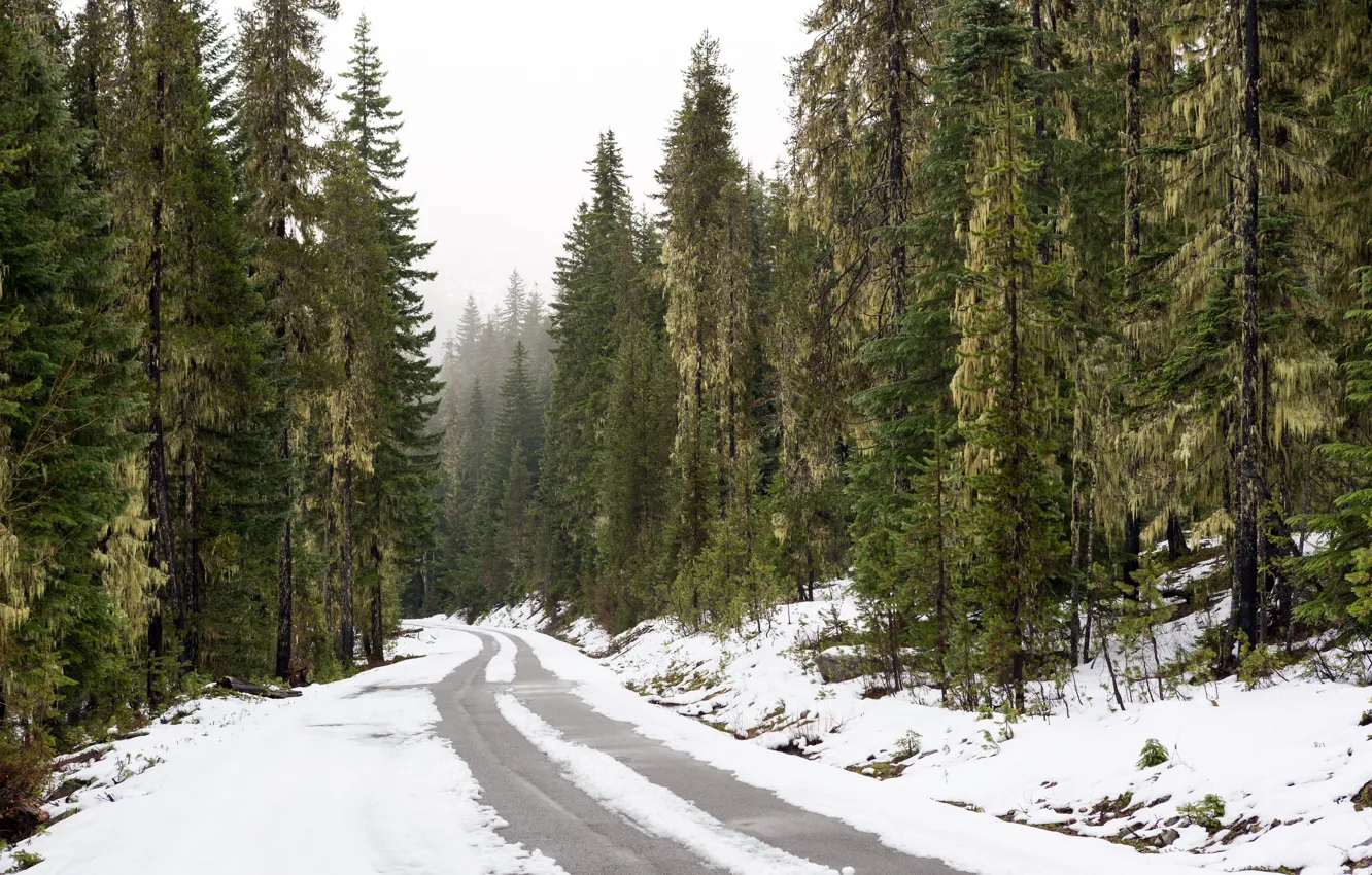 Photo wallpaper winter, road, forest