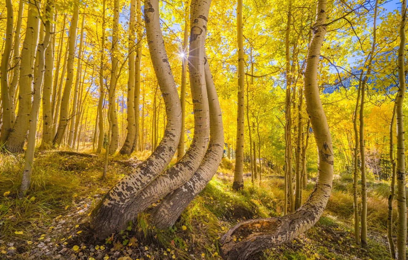 Photo wallpaper autumn, forest, aspen