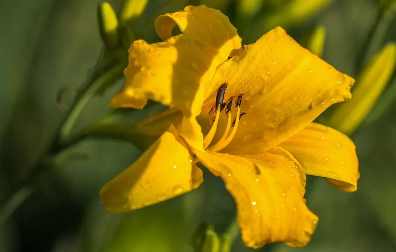 Photo wallpaper drops, flowers, yellow, green, Rosa, background, Lily, garden