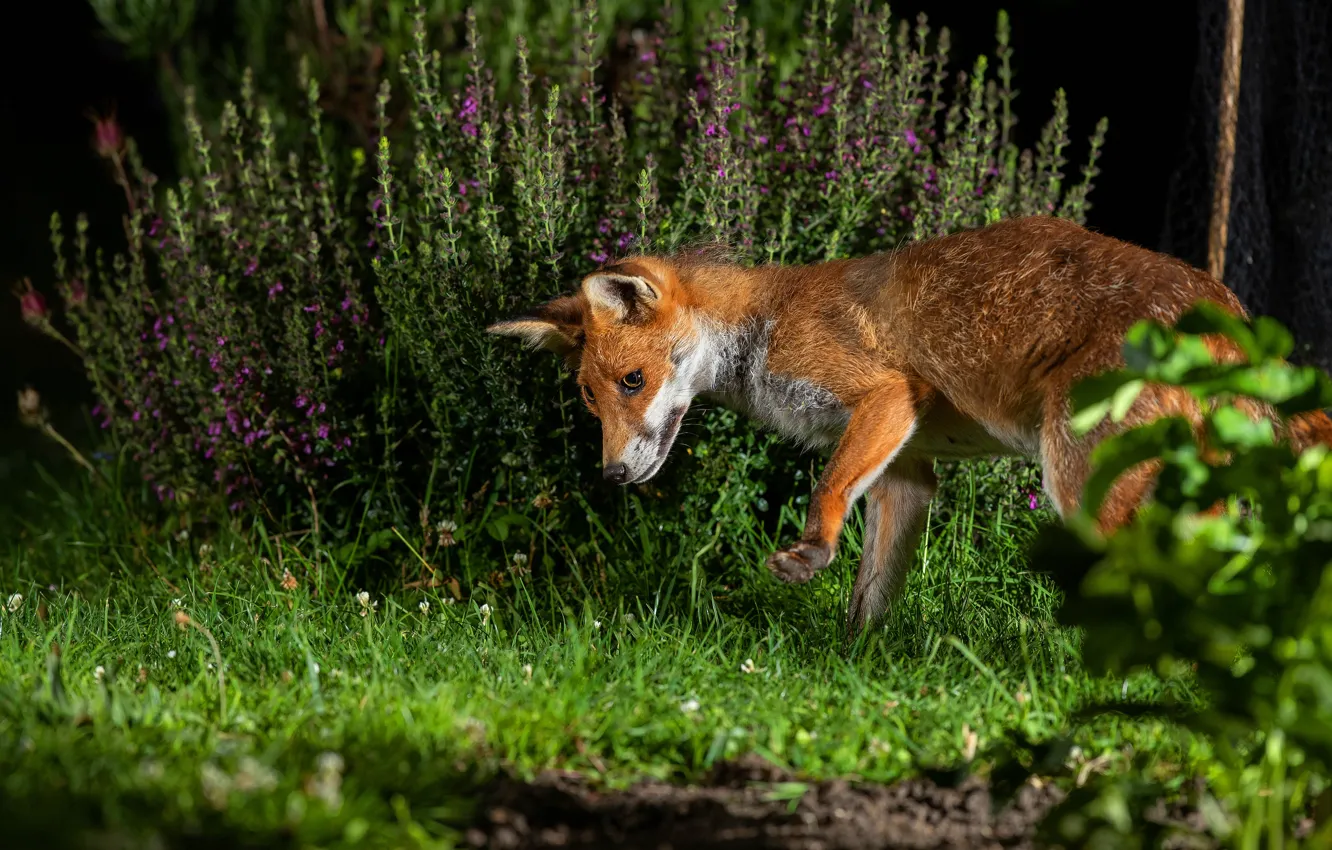 Photo wallpaper look, flowers, night, pose, Fox, the bushes
