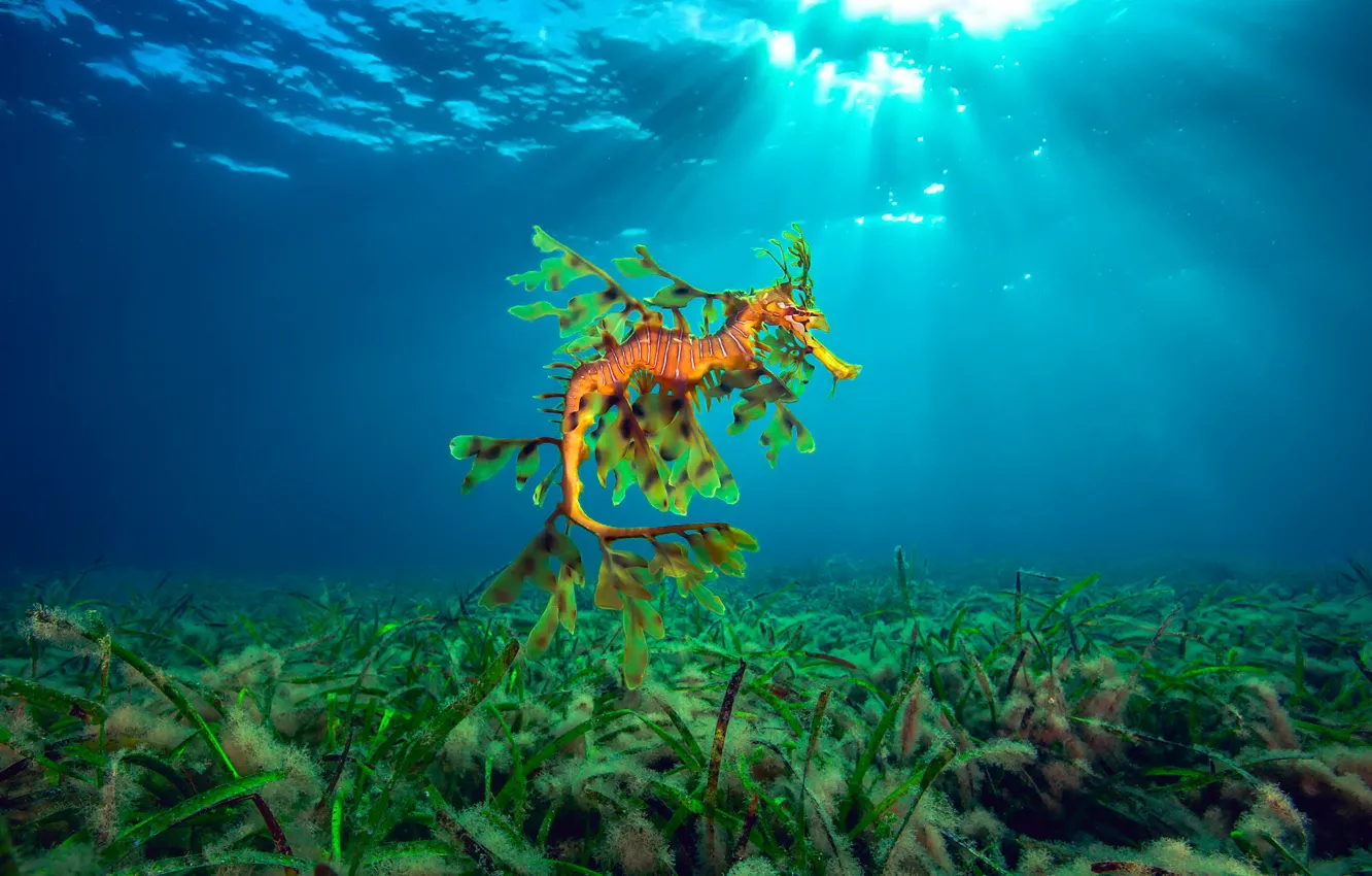 Photo wallpaper sea, light, algae, the ocean, Hippocampus, Seahorse