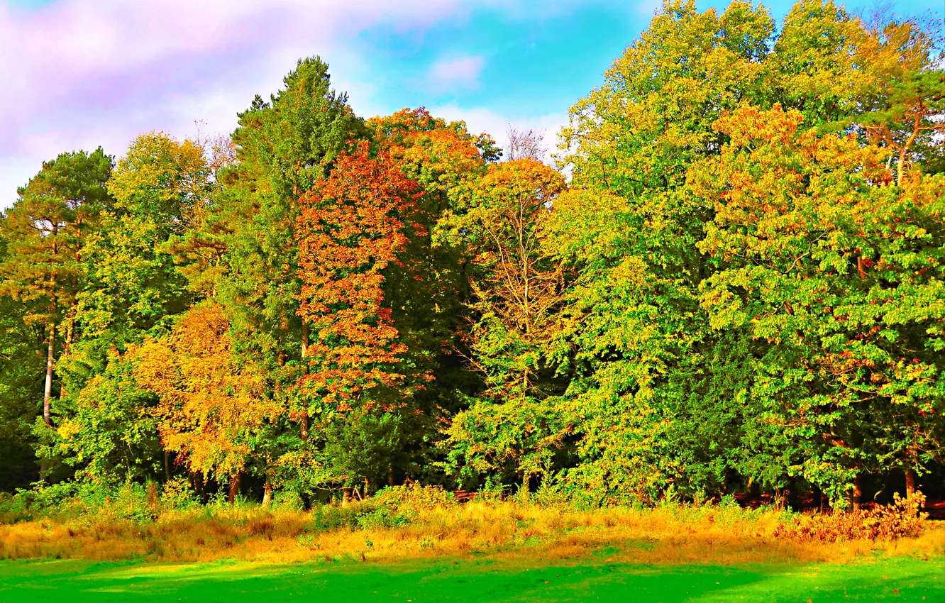 Photo wallpaper autumn, forest, the sky, grass, trees