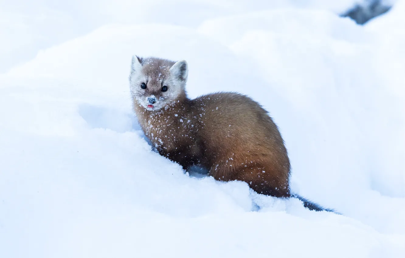 Photo wallpaper winter, snow, nature, predator, bokeh, animal, marten, Pine Marten