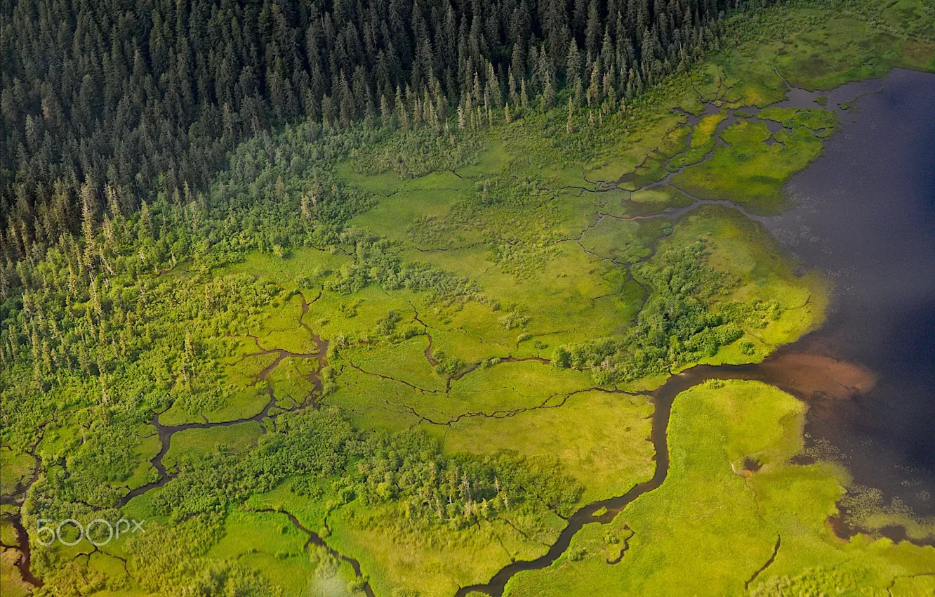 Photo wallpaper forest, nature, river, swamp, the view from the top