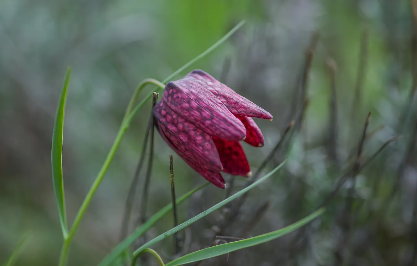 Photo wallpaper flowers, nature, spring, grouse
