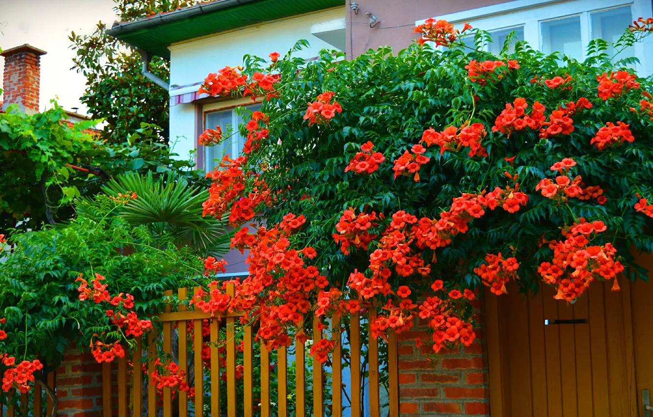 Photo wallpaper Trees, House, trees, wicket, nature, Flowering, Yard, Red flowers
