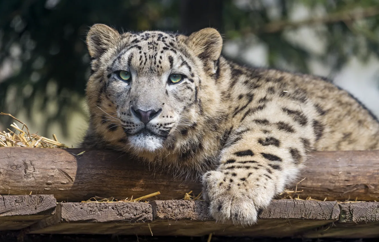 Photo wallpaper cat, IRBIS, snow leopard
