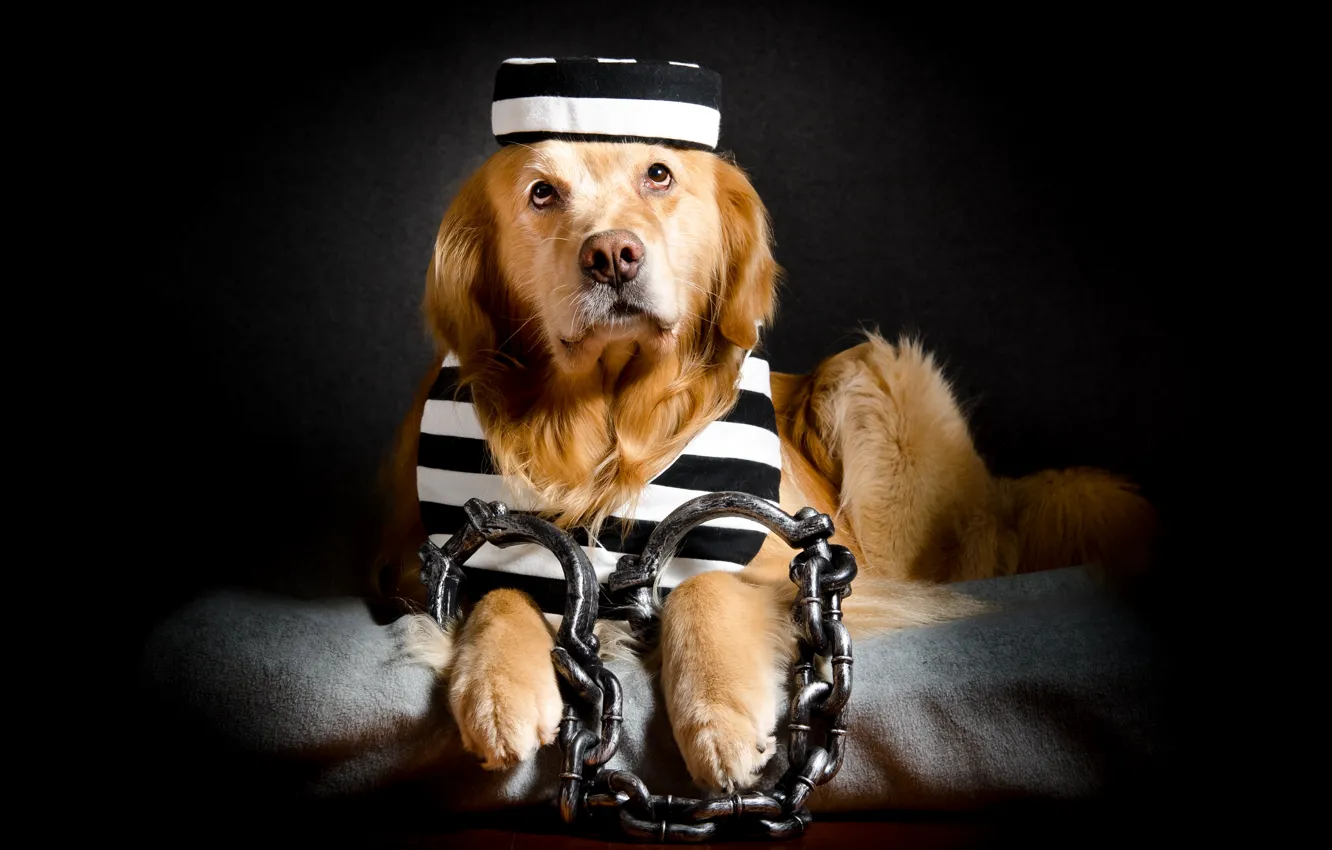Photo wallpaper each, dog, prisoner