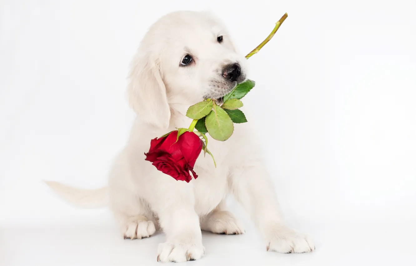 Photo wallpaper photo, animal, roses, dog, puppy, Retriever