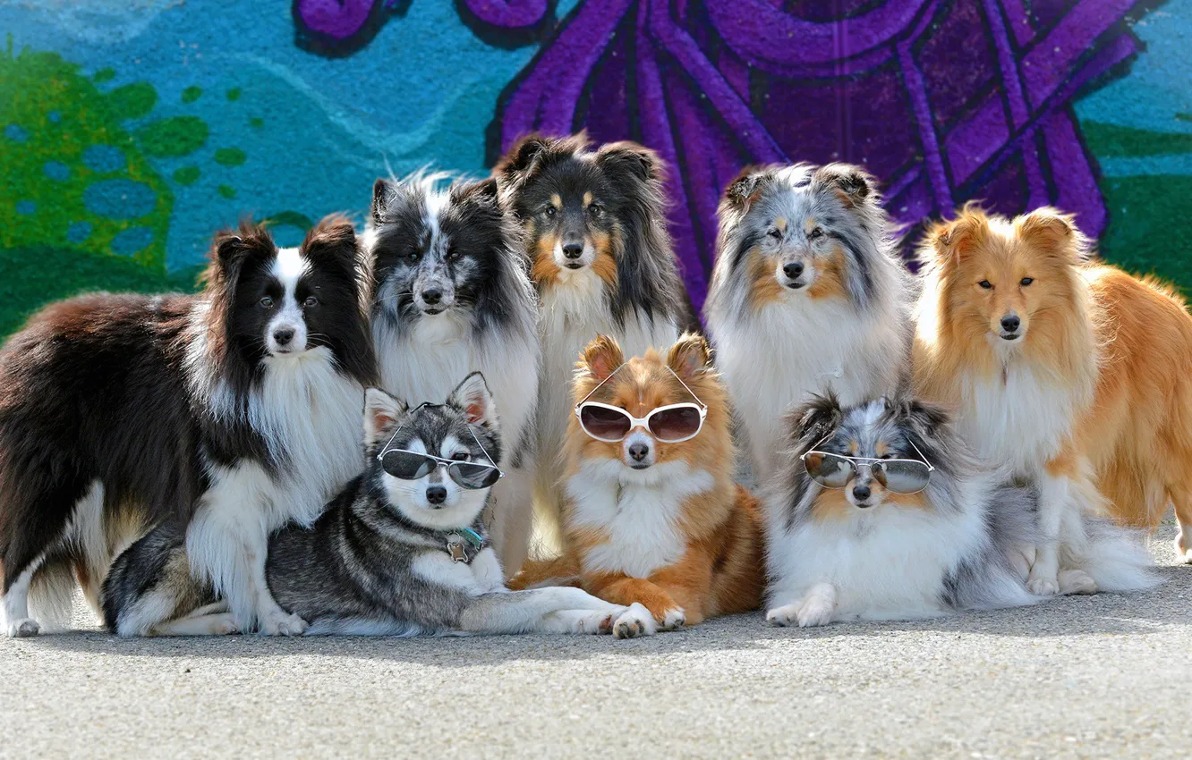 Photo wallpaper dogs, glasses, gang