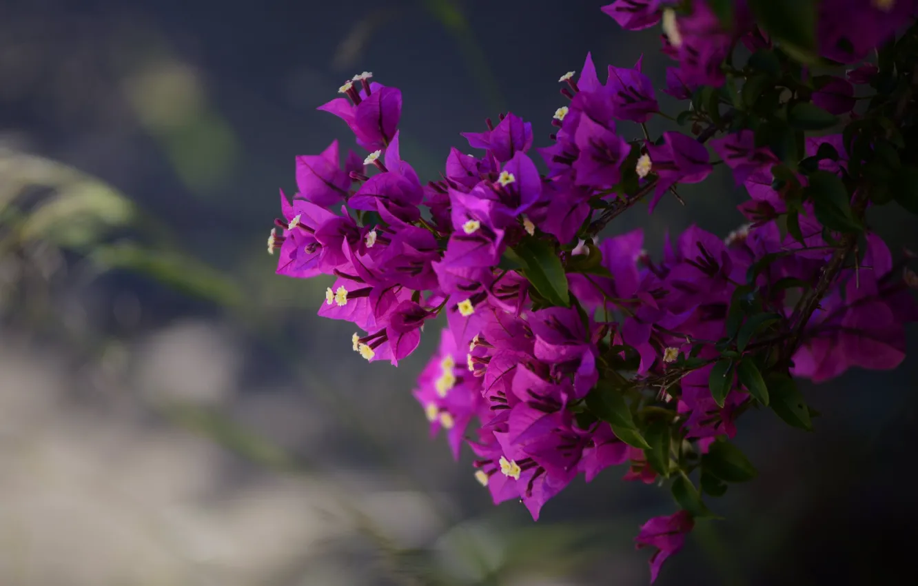 Photo wallpaper flowers, branches, lilac, bougainvillea
