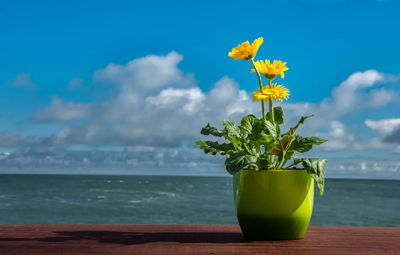Photo wallpaper sea, the sky, clouds, flowers, yellow, blue, blue, shore
