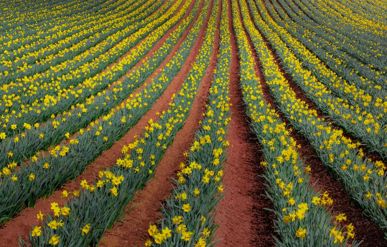 Photo wallpaper yellow, flowers, plantation, daffodils