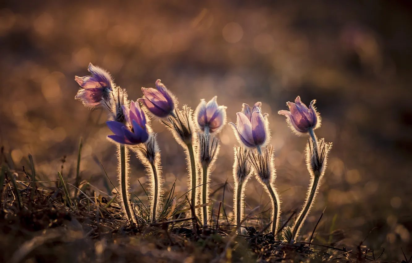 Photo wallpaper light, flowers, spring, cross