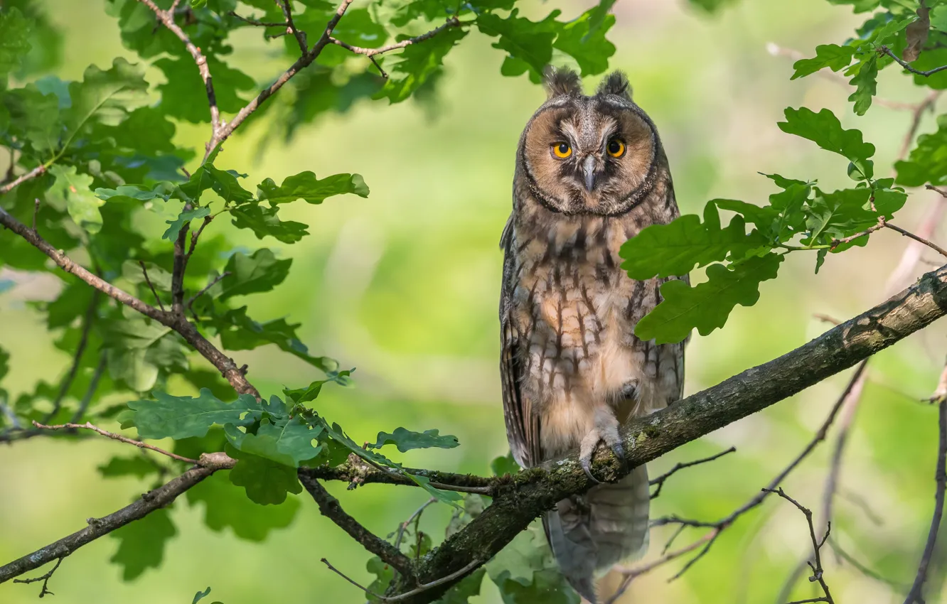 Photo wallpaper leaves, branches, owl, bird, oak, Long-eared owl