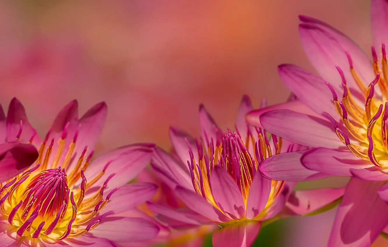 Photo wallpaper collage, Nymphaeum, water Lily