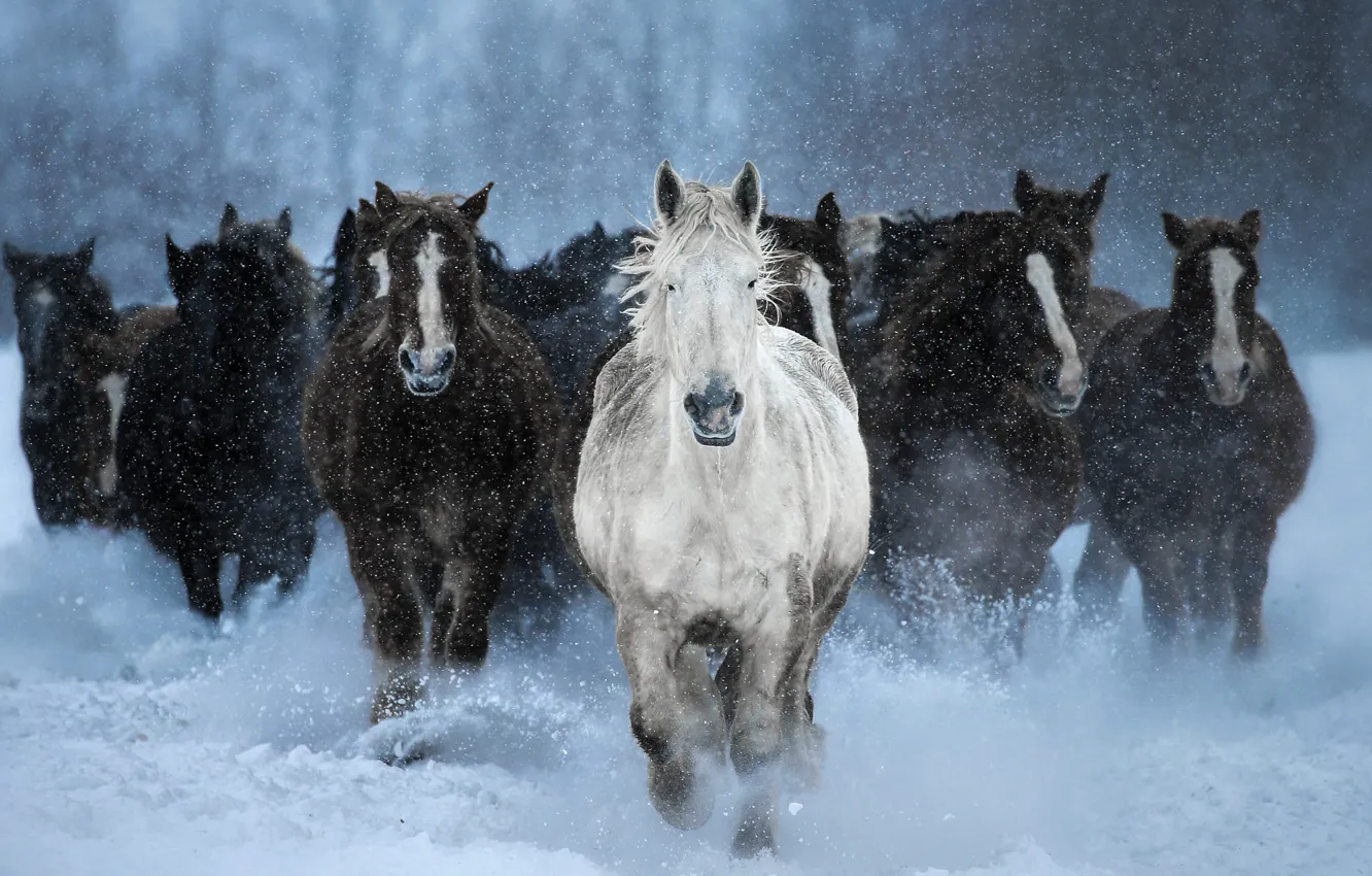 Photo wallpaper winter, forest, white, face, snow, horse, black, horse