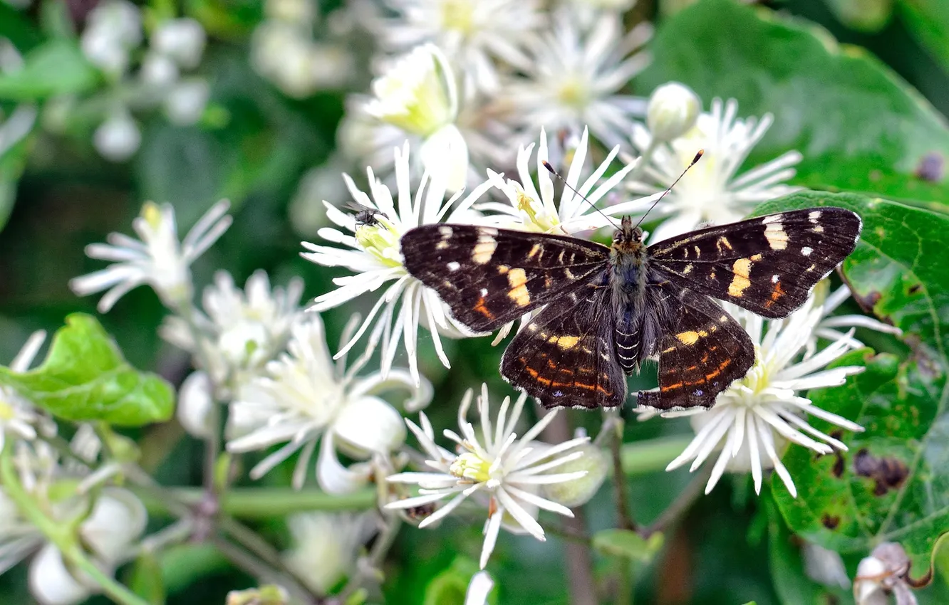 Photo wallpaper flowers, macro, butterfly, wings, beautiful, closeup
