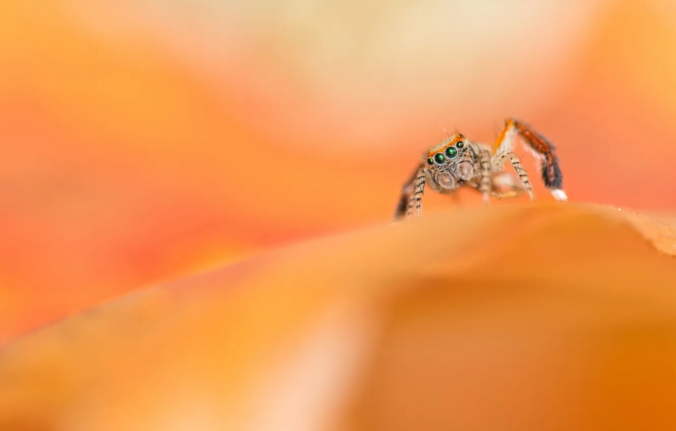 Photo wallpaper nature, background, spider