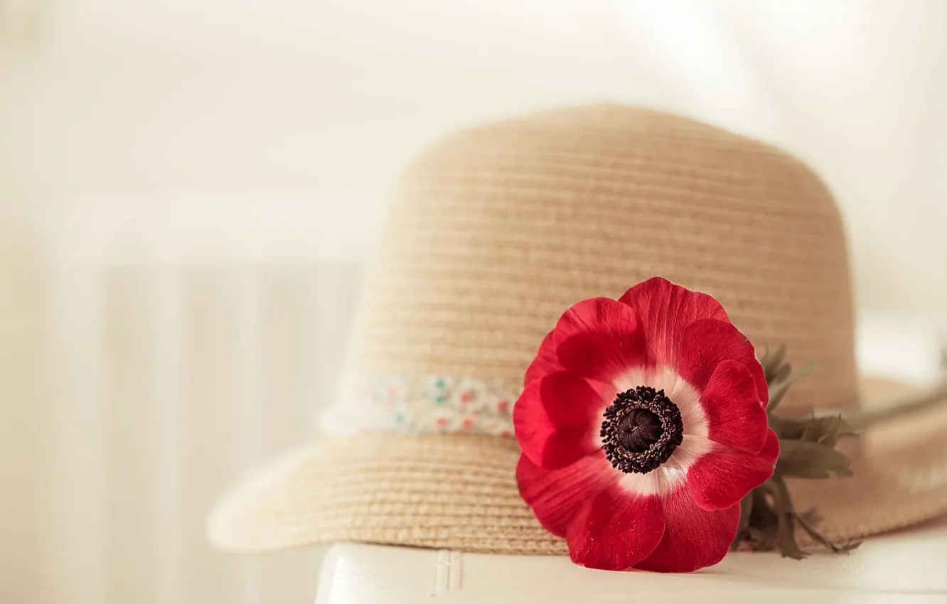 Photo wallpaper flowers, background, hat