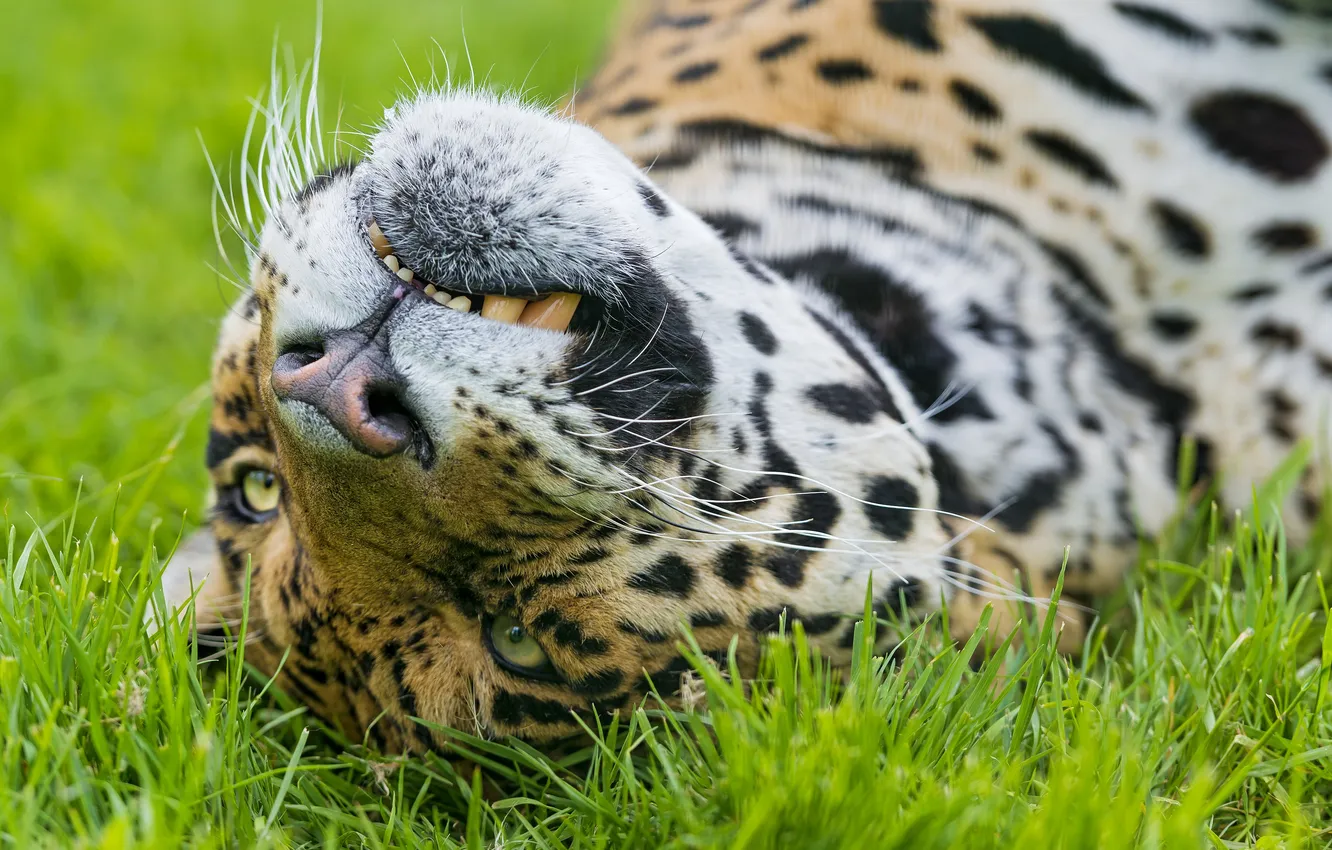 Photo wallpaper cat, grass, face, Jaguar, ©Tambako The Jaguar