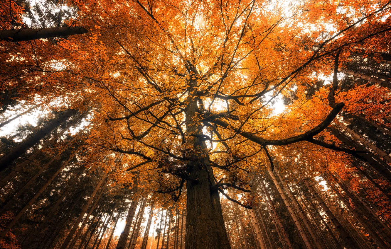 Photo wallpaper trees, autumn, forest, nature