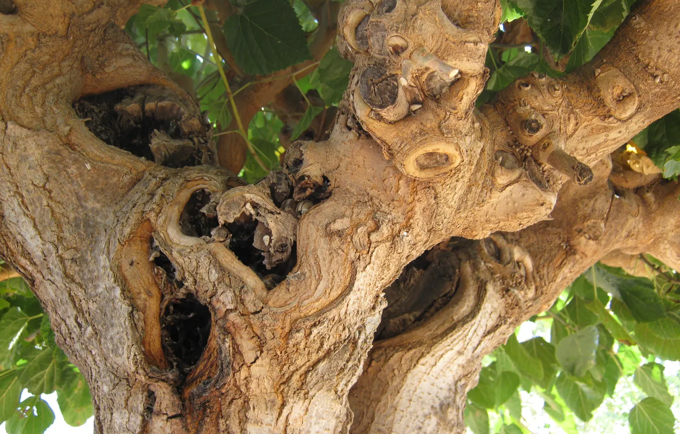 Photo wallpaper trees, foliage, Greece, snag, bark, monster, the hollow