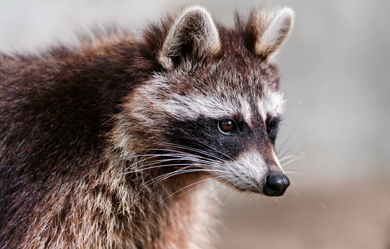 Photo wallpaper look, animal, raccoon, ears