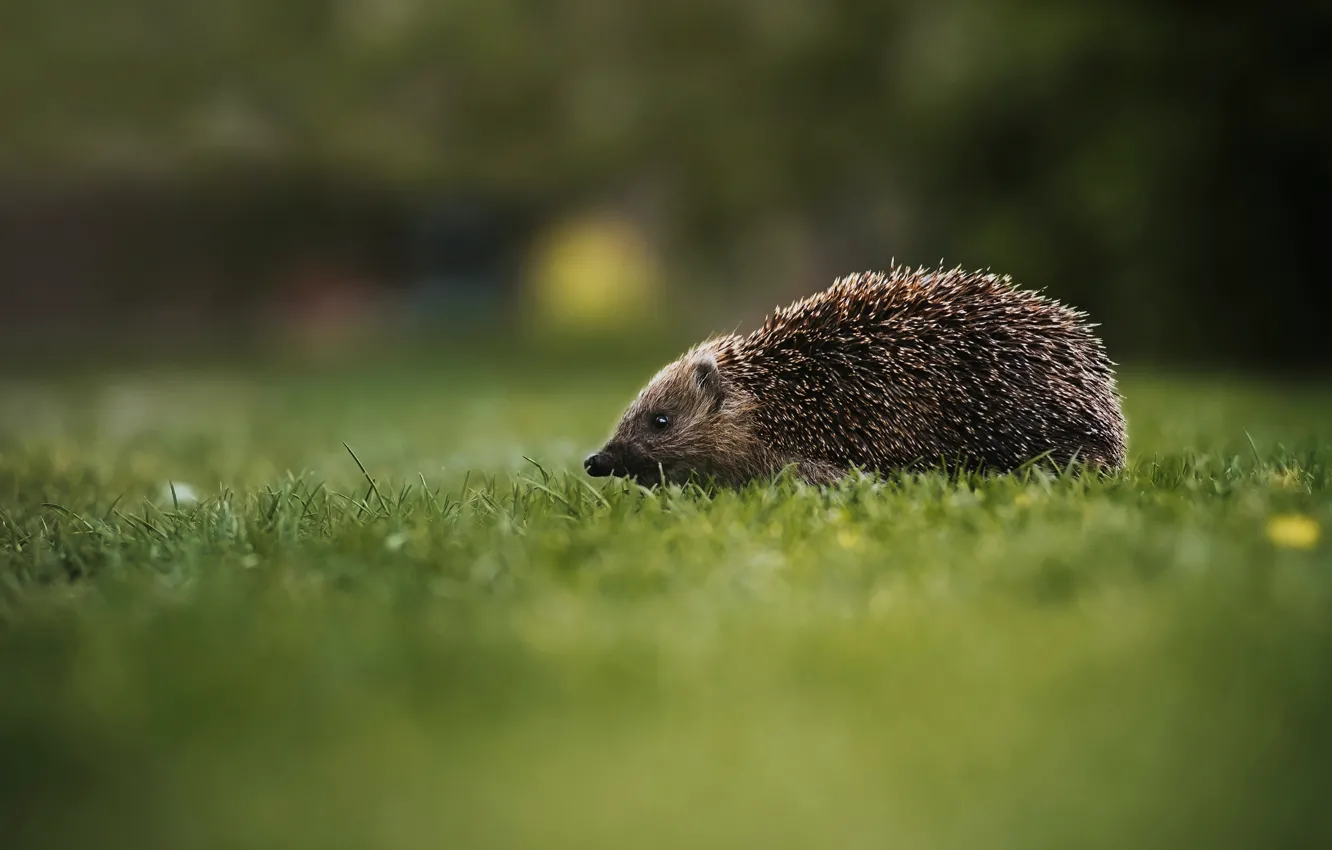 Photo wallpaper grass, nature, green, background, hedgehog, wildlife, hedgehog